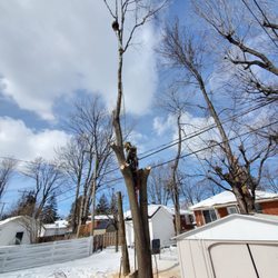 DB Tree Care
