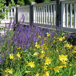 Wröhmännerpark - Gelbe Lilien und Lavendel dort.:)