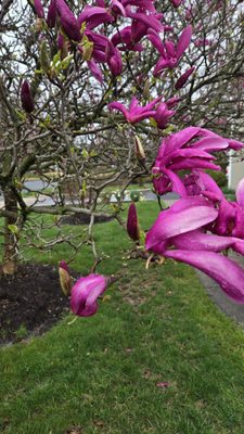 The Princeton Eye Group