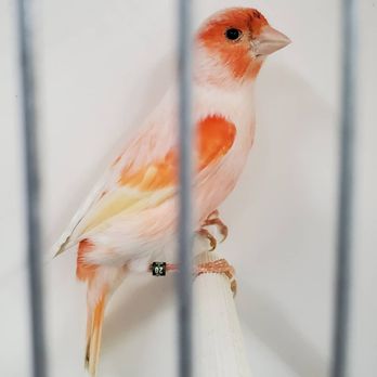 My Friend the Canary - Mosaic Canary - Pet Stores Near Me - Toronto, Ontario My Friend the Canary - Mosaic Canary - Pet Stores Near Me - Toronto, Ontario