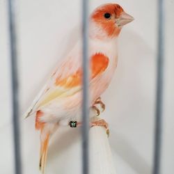 My Friend the Canary - Mosaic Canary