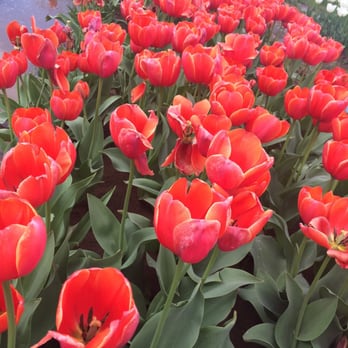 Texas-Tulips - Nurseries & Gardening Near Me - Pilot Point, Texas