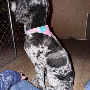 Aria Pet Spa - Pet Groomers Near Me - Riverside, California Aria Pet Spa - Pet Groomers Near Me - Riverside, California