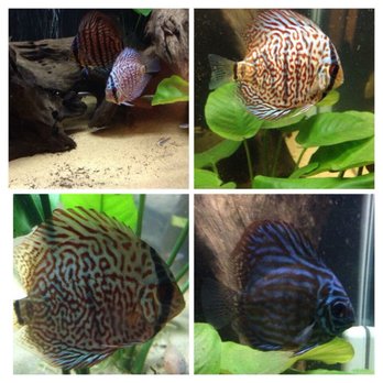 Reef Tropical Fish - Reef Tropical fresh water plants & discus. - Local Fish Stores Near Me - Anaheim, California