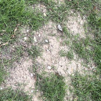 Purple Care - Lawn Care & Pest Control Fort Worth - My front yard and side of yard - Pest Control Near Me - Fort Worth, Texas Purple Care - Lawn Care & Pest Control Fort Worth - My front yard and side of yard - Pest Control Near Me - Fort Worth, Texas