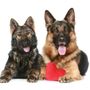 Photo of Paws R Us Pet Services