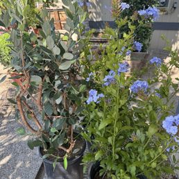 Pineapple Guava and Cape Plumbago Beauties Pineapple Guava and Cape Plumbago Beauties