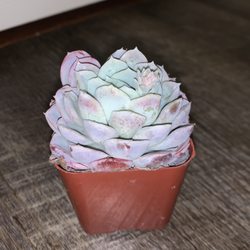 Euphorbia - Succulent
