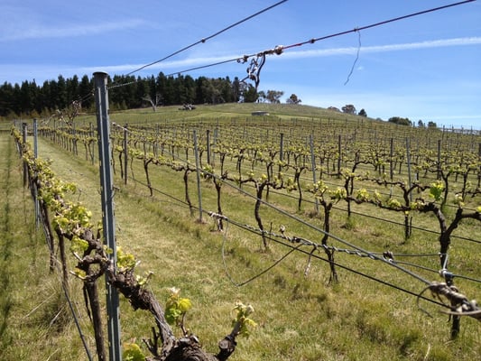 Mount Majura Vineyard by null