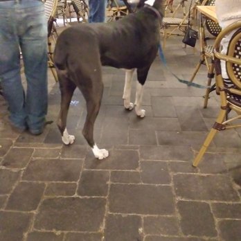 O'Toole's - Three. This isn't a dog show. - Gastropubs Near Me - Libertyville, Illinois O'Toole's - Three. This isn't a dog show. - Gastropubs Near Me - Libertyville, Illinois