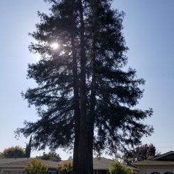 Steve's Professional Tree Care - Large Redwood prune.
