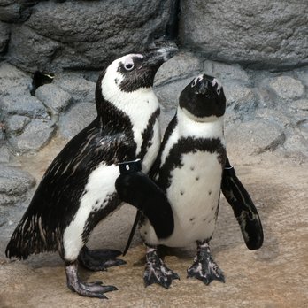 Adventure Aquarium - Penguins - Aquariums Near Me - Camden, New Jersey Adventure Aquarium - Penguins - Aquariums Near Me - Camden, New Jersey