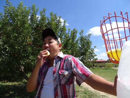 Happy Apple Farm by null