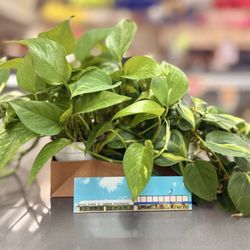 Visser's Florist & Greenhouses - Picked up some Golden Pothos, N'Joy Pothos, and Philodendron Brasil plants.