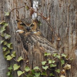 Fort C F Smith Park - Great Horned Owl resting in a tree stump.