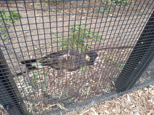 Cleland Wildlife Park by null