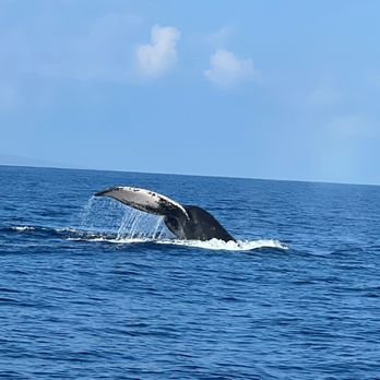 Sea Maui - Boat Charters Near Me - Lahaina, Hawaii Sea Maui - Boat Charters Near Me - Lahaina, Hawaii