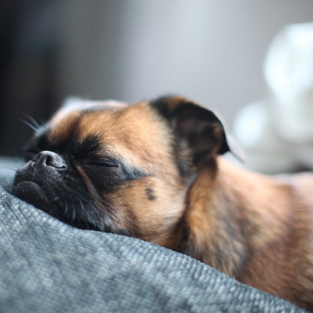 Healthy Necessity Massage - Rest your dogs at HNM, you'll be glad you did... - Massage Near Me - Pleasanton, California Healthy Necessity Massage - Rest your dogs at HNM, you'll be glad you did... - Massage Near Me - Pleasanton, California