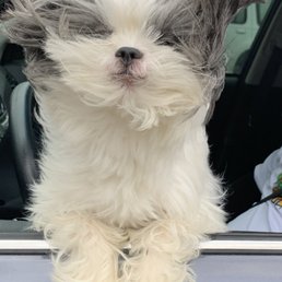A very Happy Jax, thanks to Tender Touch A very Happy Jax, thanks to Tender Touch