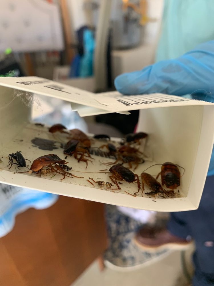 OFFSET PEST CONTROL Updated July 2024 Elk Grove, California Pest