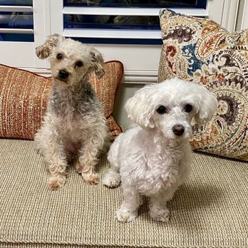 Smart Parke - Harley & Vinny love SMART PARKE! - Pet Boarding Near Me - Laguna Woods, California Smart Parke - Harley & Vinny love SMART PARKE! - Pet Boarding Near Me - Laguna Woods, California