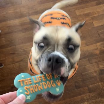 Mixed Mutt & Co - Taylor swift dog cookie - Pet Stores Near Me - Independence, Missouri