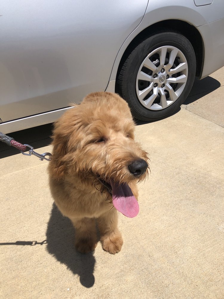 A BRUSH ABOVE PET GROOMING 17 Photos 26058 Center Ridge Rd