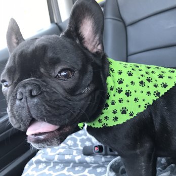 Olde Towne Pet Resort - My sweet puppy smiling after his spa day. - Pet Sitting Near Me - Sterling, Virginia Olde Towne Pet Resort - My sweet puppy smiling after his spa day. - Pet Sitting Near Me - Sterling, Virginia