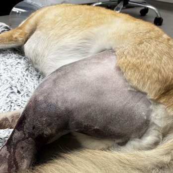 Standiford Veterinary Center - The back side of Jeter's leg, the blackness is the poison. - Veterinarians Near Me - Modesto, California Standiford Veterinary Center - The back side of Jeter's leg, the blackness is the poison. - Veterinarians Near Me - Modesto, California