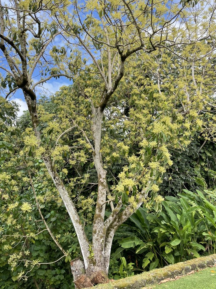 Kendall Landscape Services - tree service in Honolulu, HI