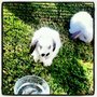 Photo of Shiloh Rabbits