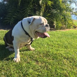 Thanks to Cecelia's help my dog is not aggressive away from the house and can often go off leash (in designated areas of course). Thanks to Cecelia's help my dog is not aggressive away from the house and can often go off leash (in designated areas of course).