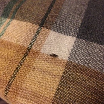 Look Closely Mouse Droppings On The Kitchen Table Ewwwww Yelp