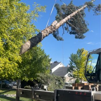 Provo Tree Experts - Tree Services Near Me Provo Tree Experts - Tree Services Near Me