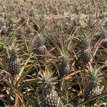 Maui Pineapple Tour - Pineapples waiting for harvest - Tours Near Me - Makawao, Hawaii Maui Pineapple Tour - Pineapples waiting for harvest - Tours Near Me - Makawao, Hawaii