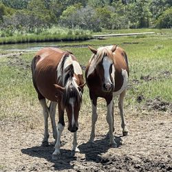 Daisey's Island Cruises - Wild horses -where Misty once lived.