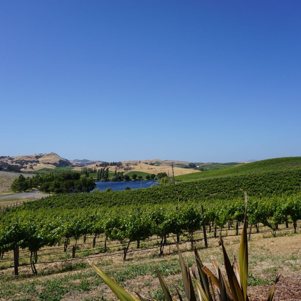 Cuvaison - Wineries Near Me - Napa, California Cuvaison - Wineries Near Me - Napa, California
