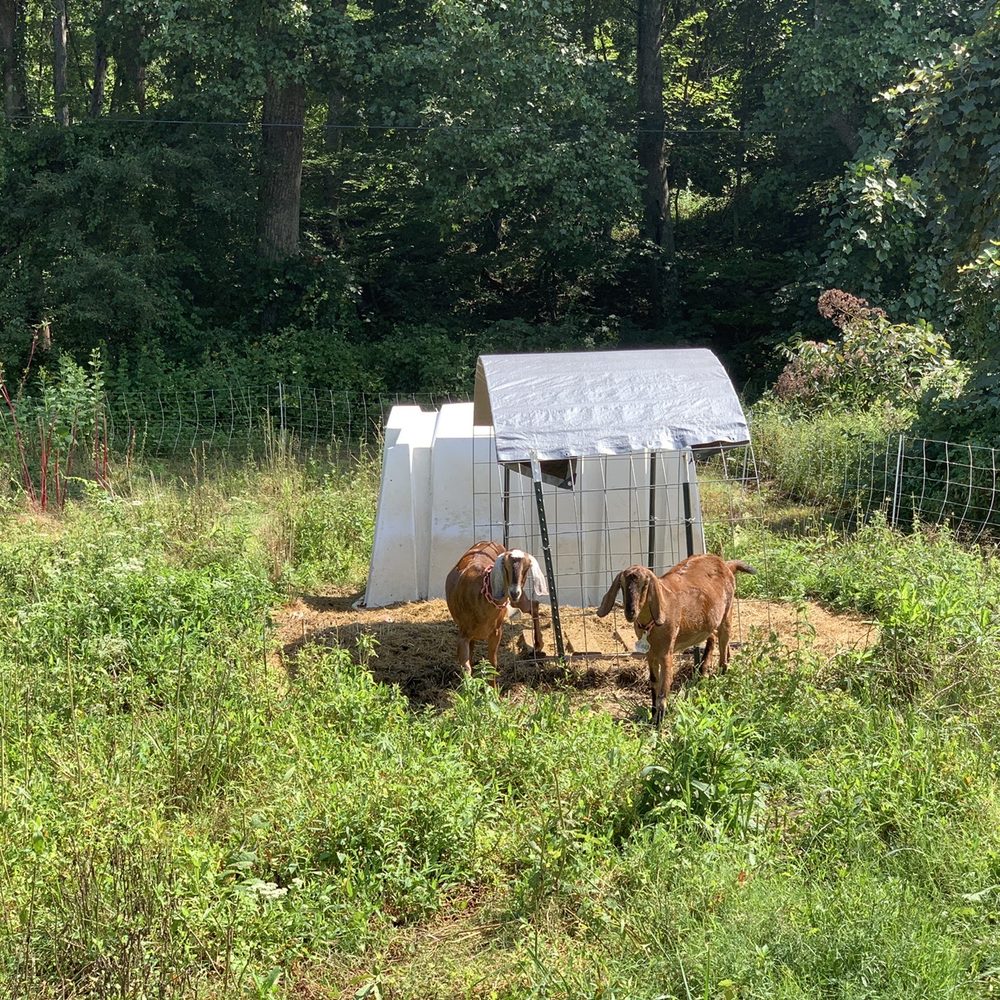 The goats that live here. You can go visit and pet them. The goats that live here. You can go visit and pet them.