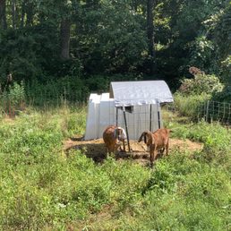 The goats that live here. You can go visit and pet them.