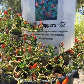 San Xavier Co-op Farm - Pick some pretty peppers - Farmers Market Near Me - Tucson, Arizona San Xavier Co-op Farm - Pick some pretty peppers - Farmers Market Near Me - Tucson, Arizona