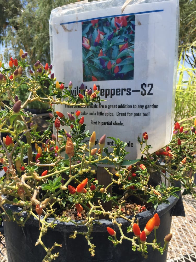 SAN XAVIER COOP FARM 17 Photos 8100 S Oidak Wog, Tucson, Arizona Farmers Market Phone