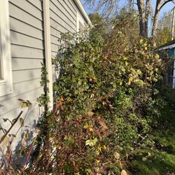 Kevin's Yard Work - Before-1