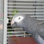 Carolyn's Pampered Pets LLC
