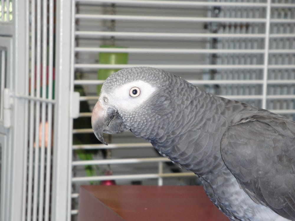 Carolyn's Pampered Pets LLC - pet boarding facility in Grand Rapids, MI