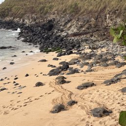 Turtles at Ho'okipa Beach Turtles at Ho'okipa Beach