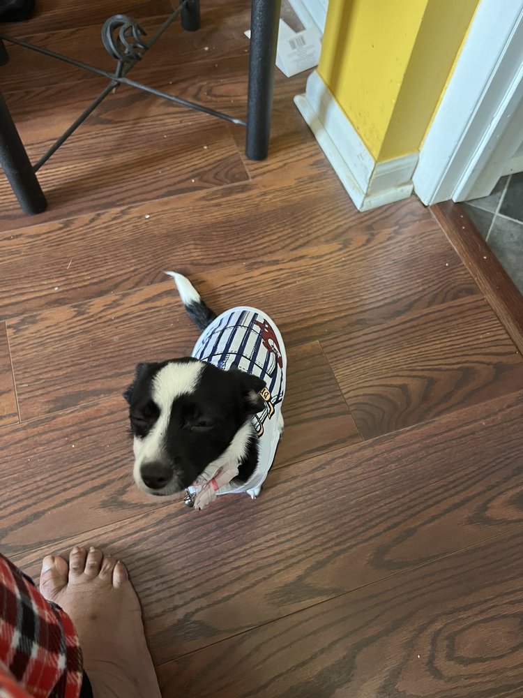 SPLASH AND DASH DOG GROOMING Updated May 2024 Yelp