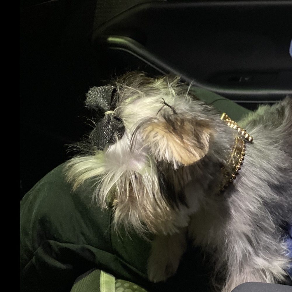 Calling All Paws - Pet Groomers Near Me - Las Vegas, Nevada Calling All Paws - Pet Groomers Near Me - Las Vegas, Nevada