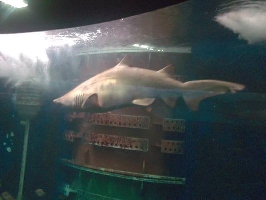 Grand Aquarium Saint Malo by null