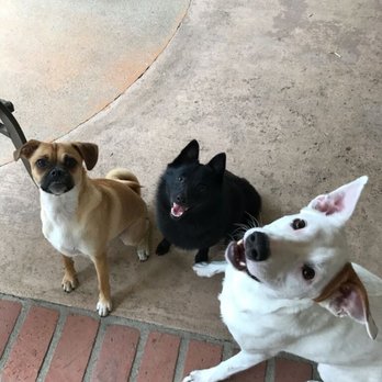 Camp Bow Wow - Gabby Taz and Cody! - Pet Sitting Near Me - El Cajon, California Camp Bow Wow - Gabby Taz and Cody! - Pet Sitting Near Me - El Cajon, California