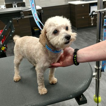 PetSmart - Just rescued and all cleaned up! - Pet Training Near Me - Hendersonville, North Carolina PetSmart - Just rescued and all cleaned up! - Pet Training Near Me - Hendersonville, North Carolina